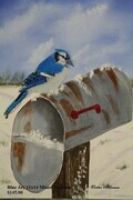 Blue Jay 11 x 14 oil $250 sold