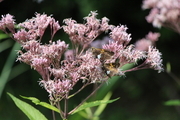 Butterfly couple