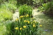 Creek iris