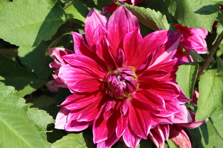 Dalias