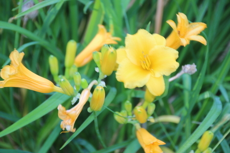 Day Lilies