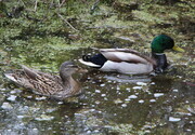 Ducks in the Creek