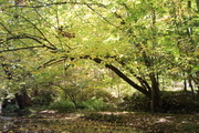 Fall Creek