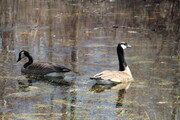 Geese in Creek