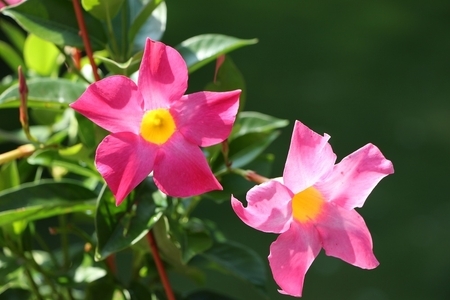 Mandevilla in Summer