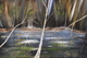 Spring Buds 24 x 36 oil $300
