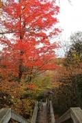 Stairs to Fall Colors