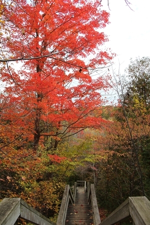 Stairs to Fall Colors