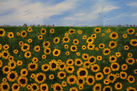 Sunflowers 24 x 36 on canvas,  putty knife $300