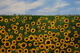 Sunflowers 24 x 36 on canvas,  putty knife $300