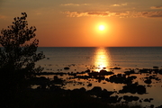Sunset through trees