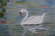 Swan on the Avon 16x20