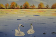 Swans in fall 16 x 20 $175