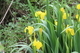 Yellow Iris